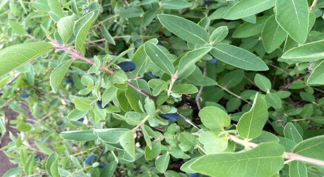 Hidden beneath the leaves, honeyberries produce small blue-purple fruits on a shrub.